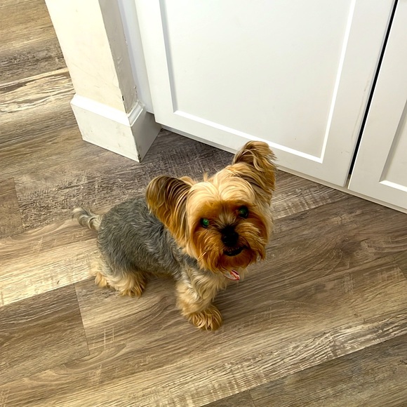 Meet your Posher, Luciana - Picture 1 of 1